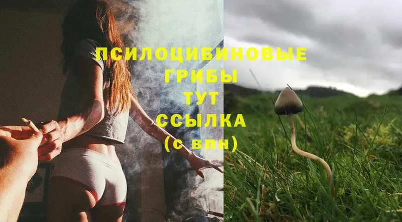 Галлюциногенные грибы Psilocybine cubensis  Малмыж 